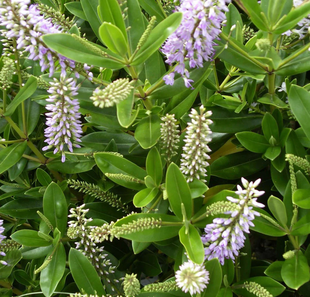 Hebes