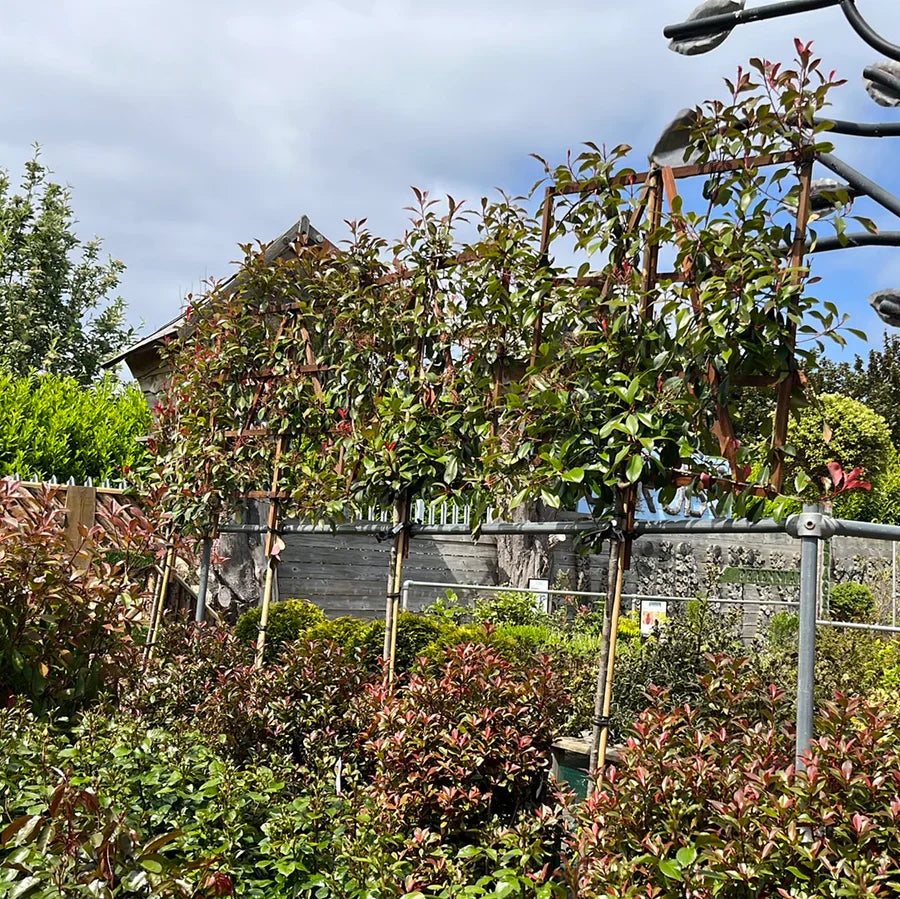 Espalier Trees