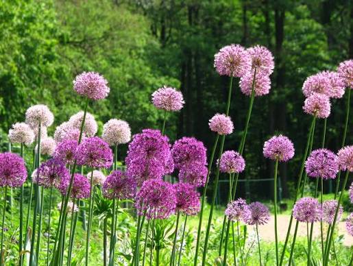 Alliums
