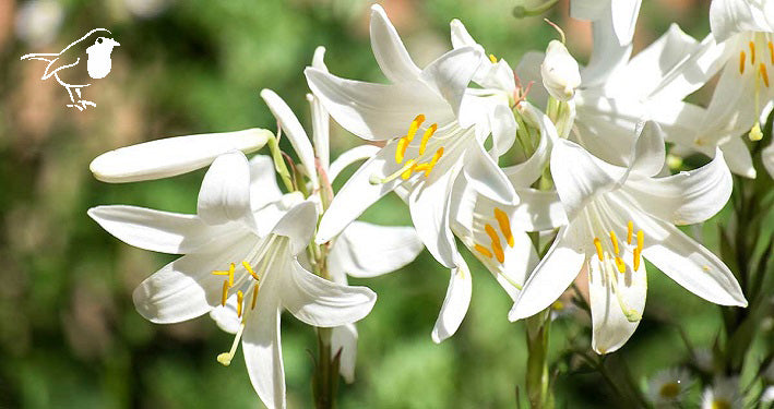 Lilies