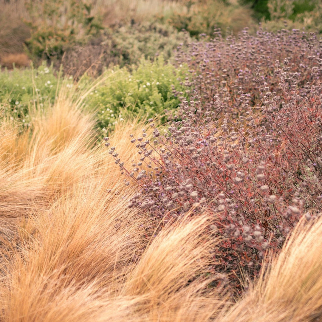 Drought Tolerant Plants