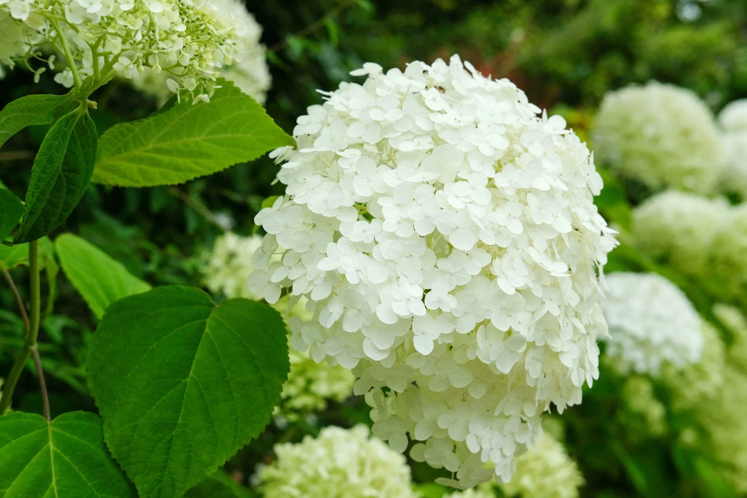 Hydrangea