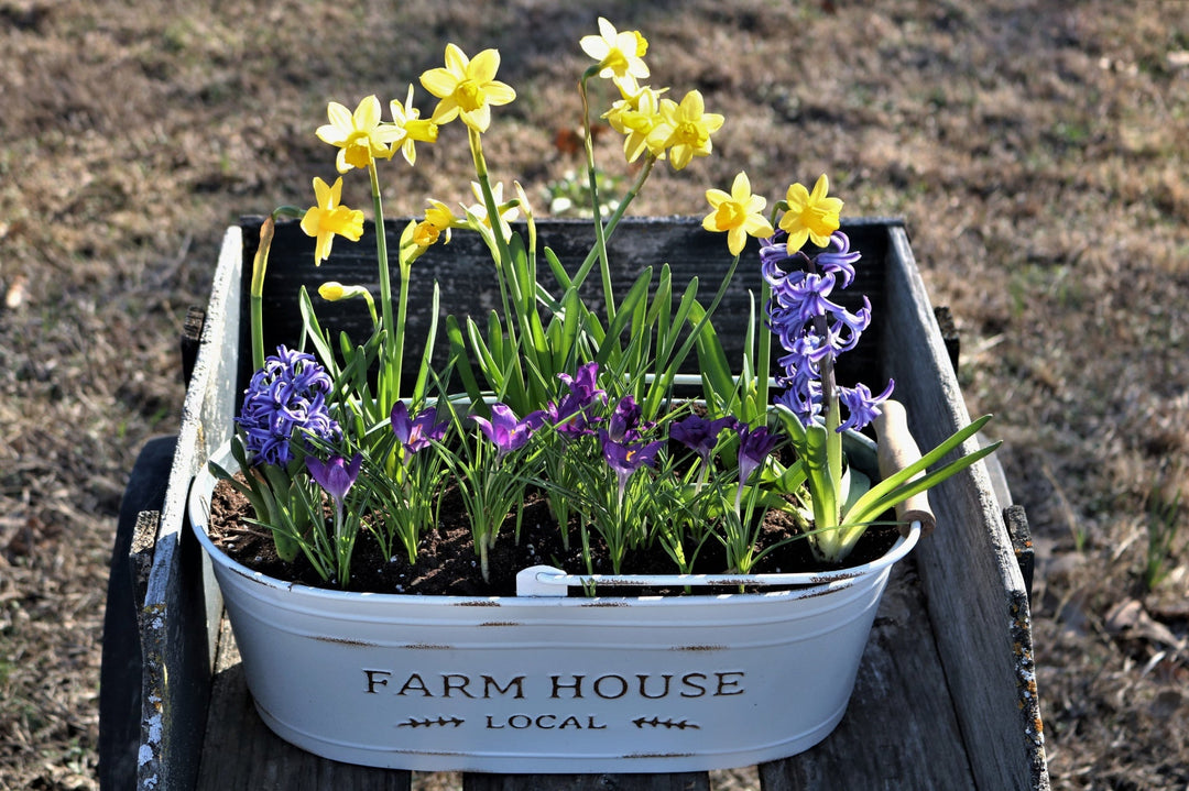 Spring Bulbs