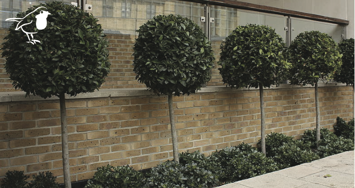 Wall Type Tree Trees – Windyridge Garden Centre