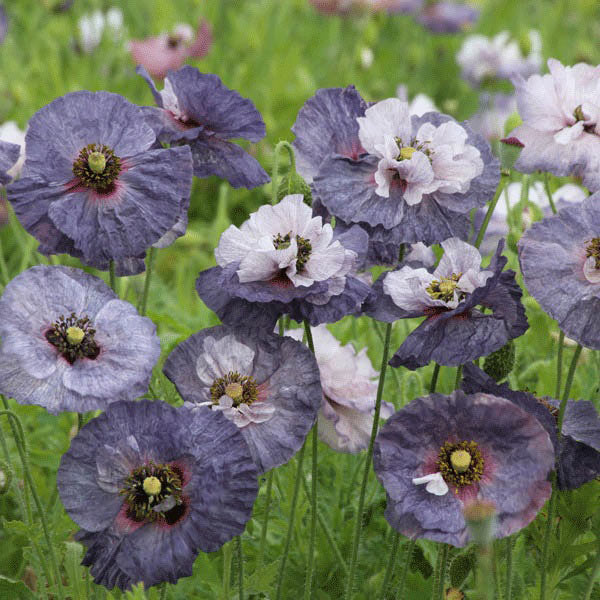 Poppy Amazing Grey