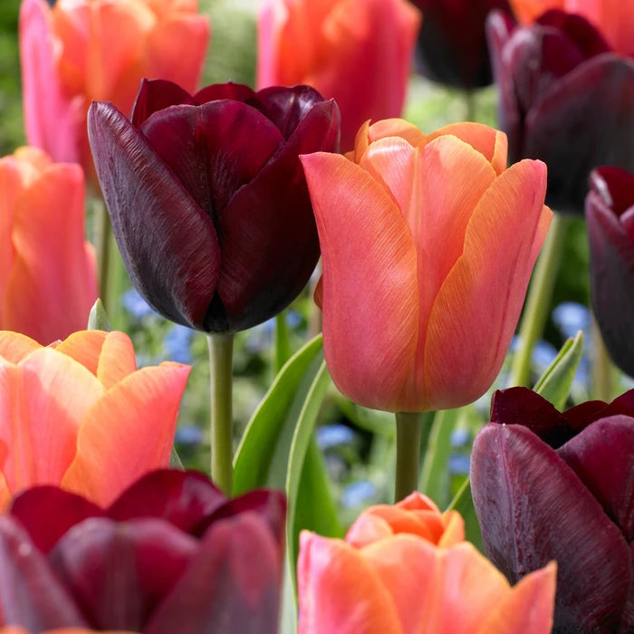 TULIP COPPER COLLECTION 12