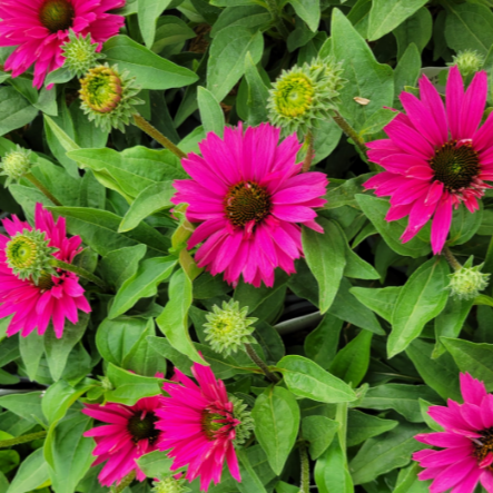 ECHINACEA SunSeekers Sweet Fuchsia 2Ltr Pot