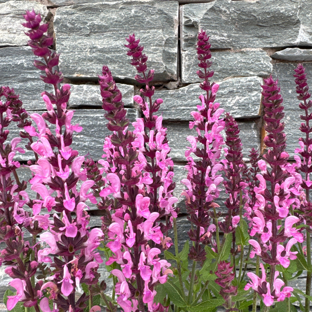 Salvia Nem. Pink Nebula - Herbaceous - Windyridge Garden Centre
