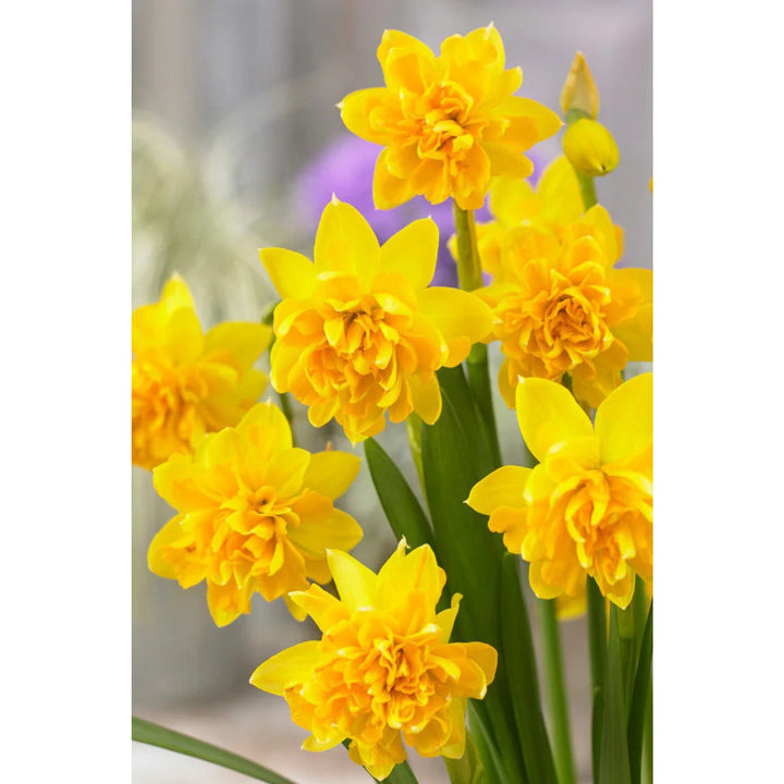 NAR BOTANICAL DOUBLE TETE BOUCLE X 10