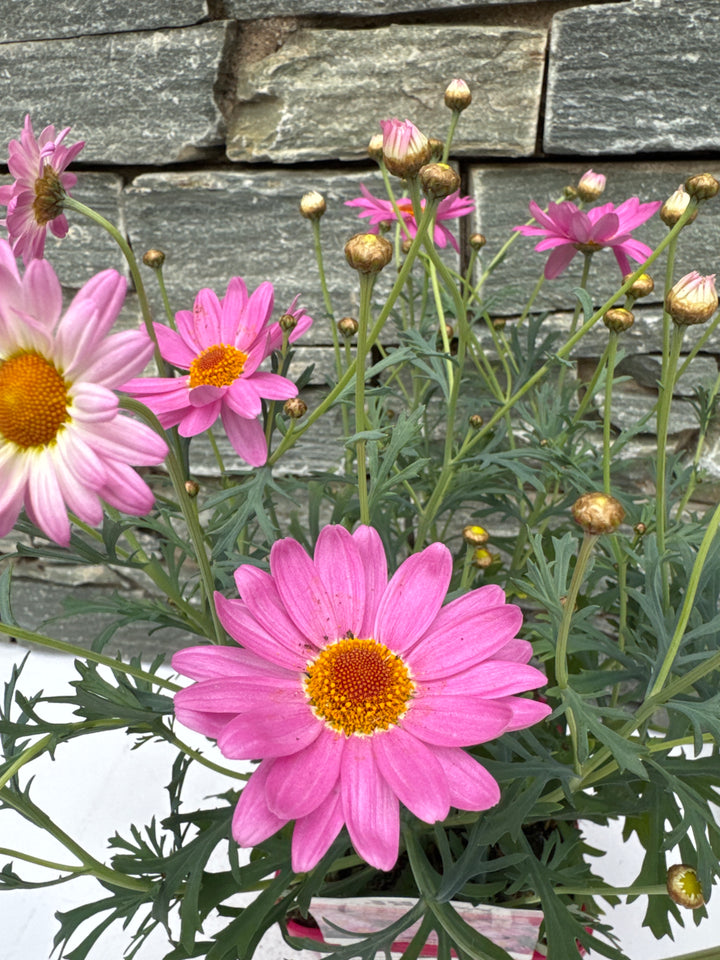 Argyranthemum Simba® Pink
