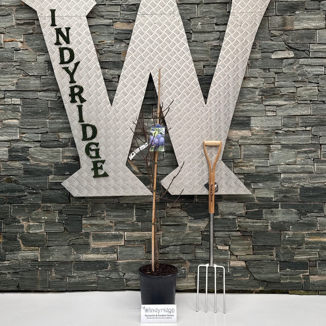 Decorative stone letter 'W' with 'INDY RIDE' on a textured wall.