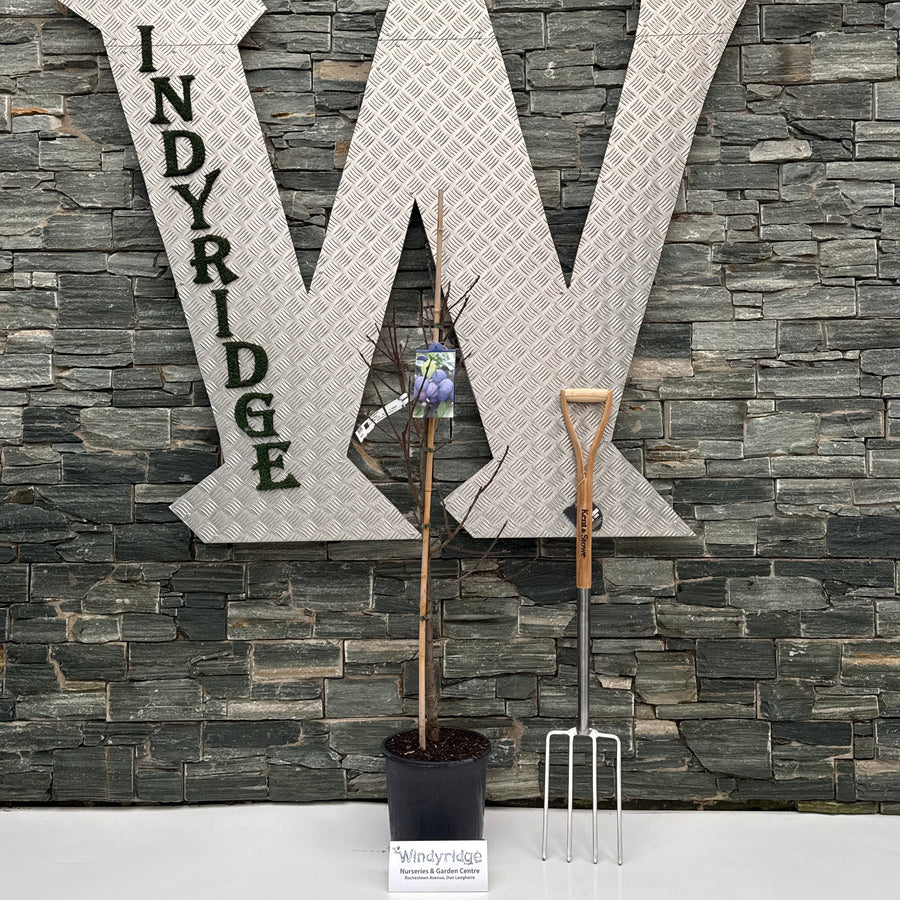 Decorative stone letter 'W' with 'INDY RIDE' on a textured wall.