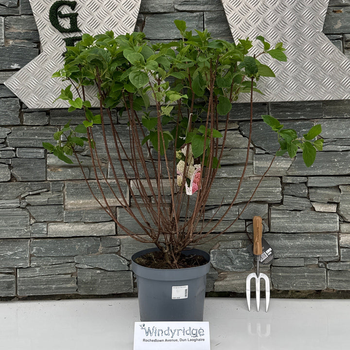 Hydrangea pan. Silver Dollar