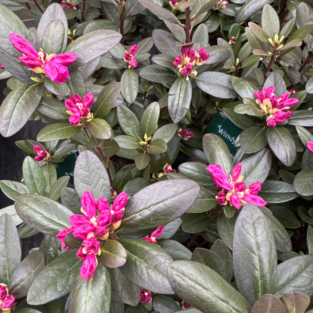 Rhododendron Carolinianum Elite Star - Shrubs - Windyridge Garden Centre