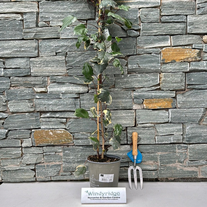 HEDERA C. GLOIRE DE MARENGO