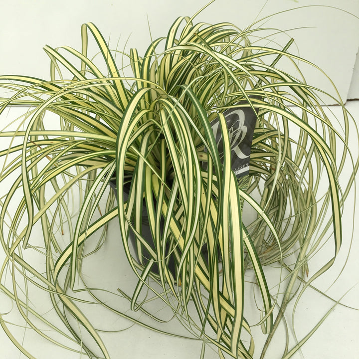 Carex Everglow