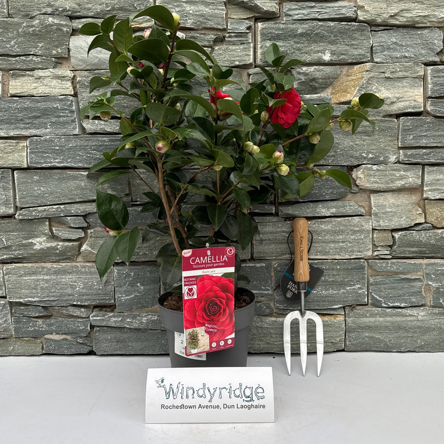 Camellia Jap. Black Lace - Shrubs - Windyridge Garden Centre