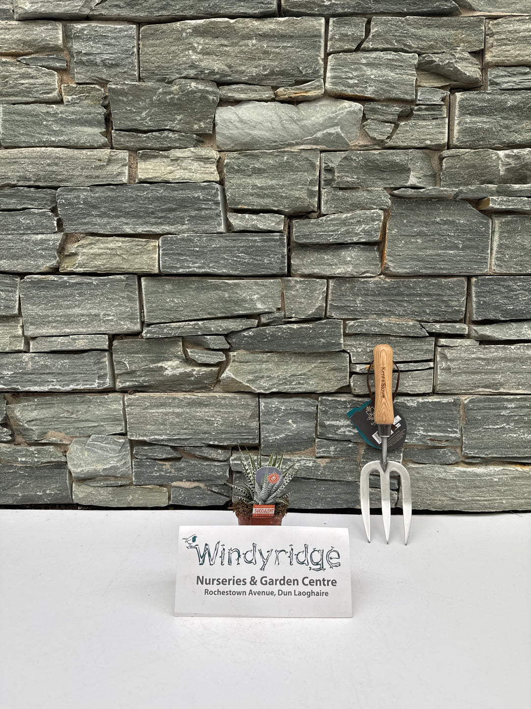 Haworthia fasciata Alba  P8.5