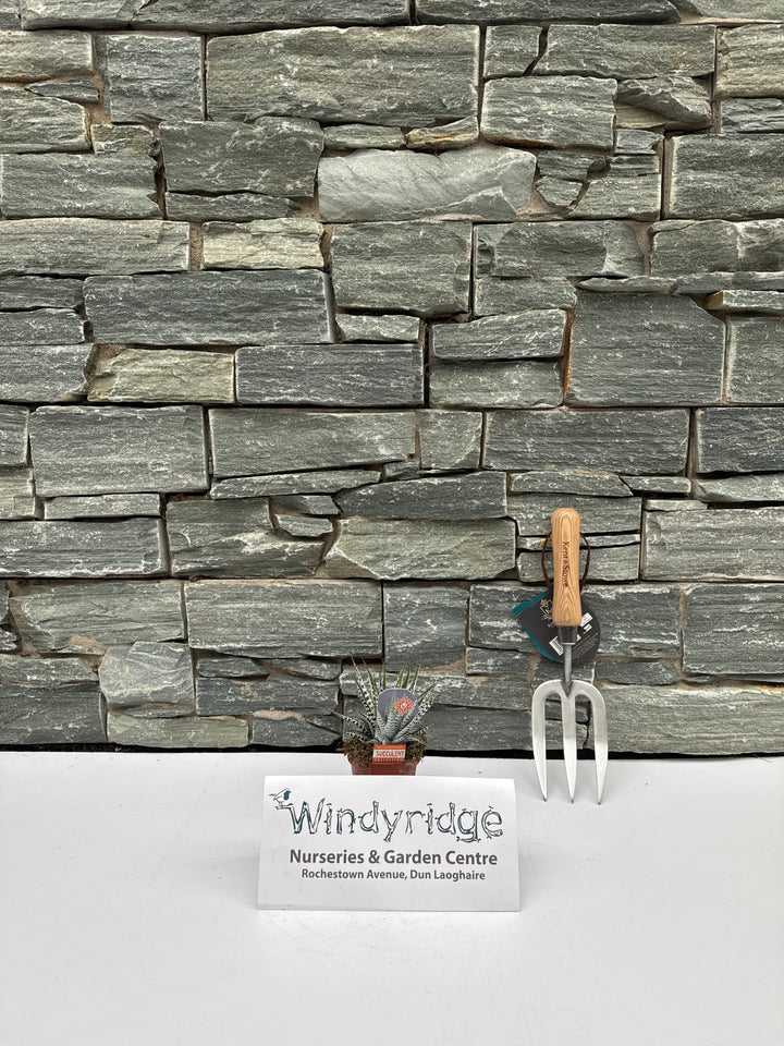 Haworthia fasciata Alba  P8.5