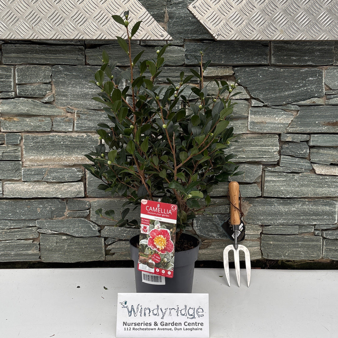 Camellia sas. Yuletide