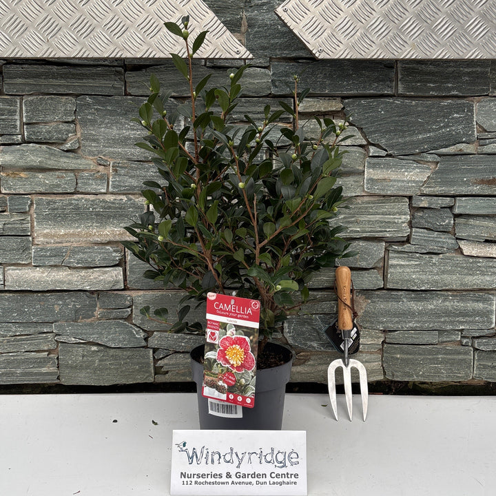 Camellia sas. Yuletide