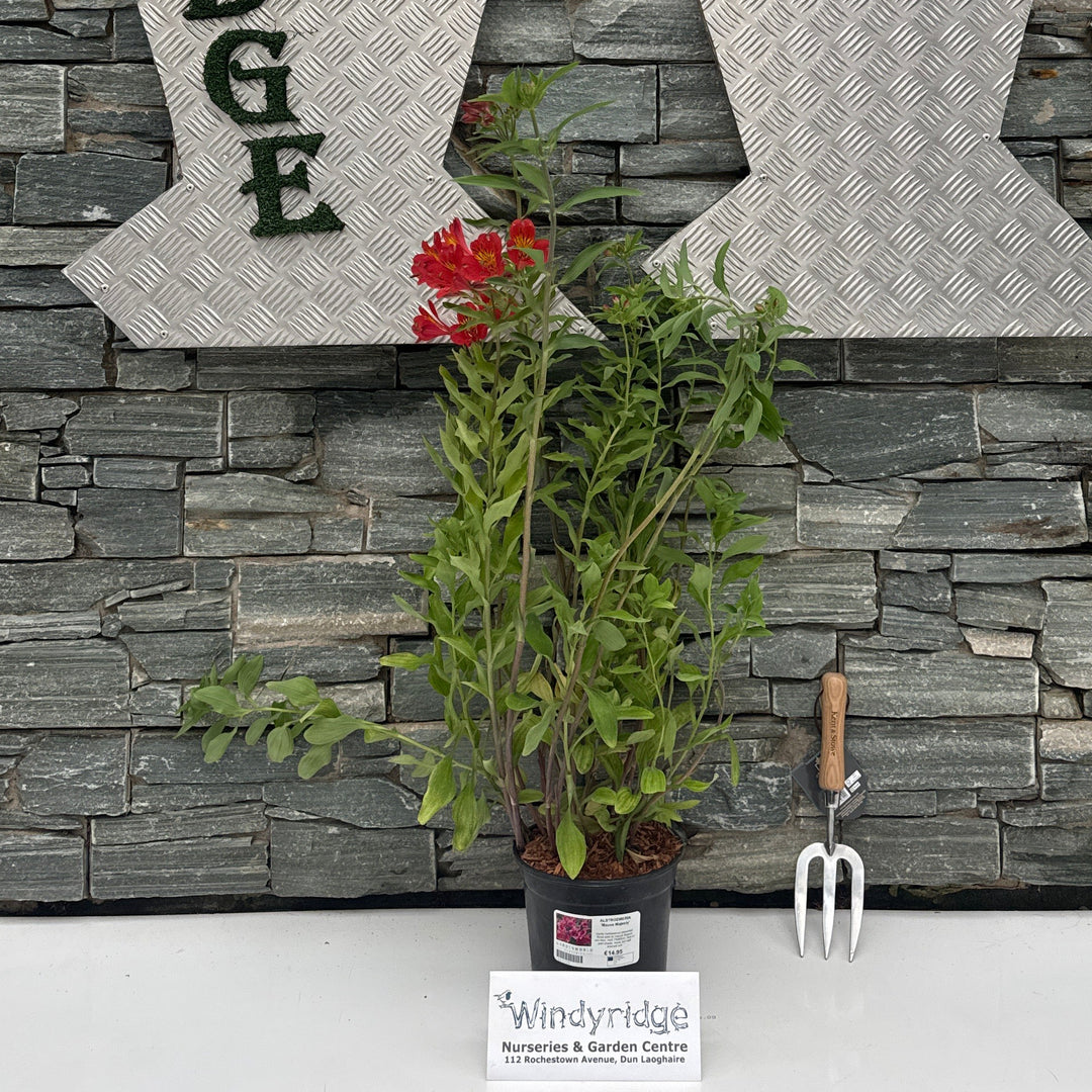 ALSTROEMERIA 'Mauve Majesty' 3L
