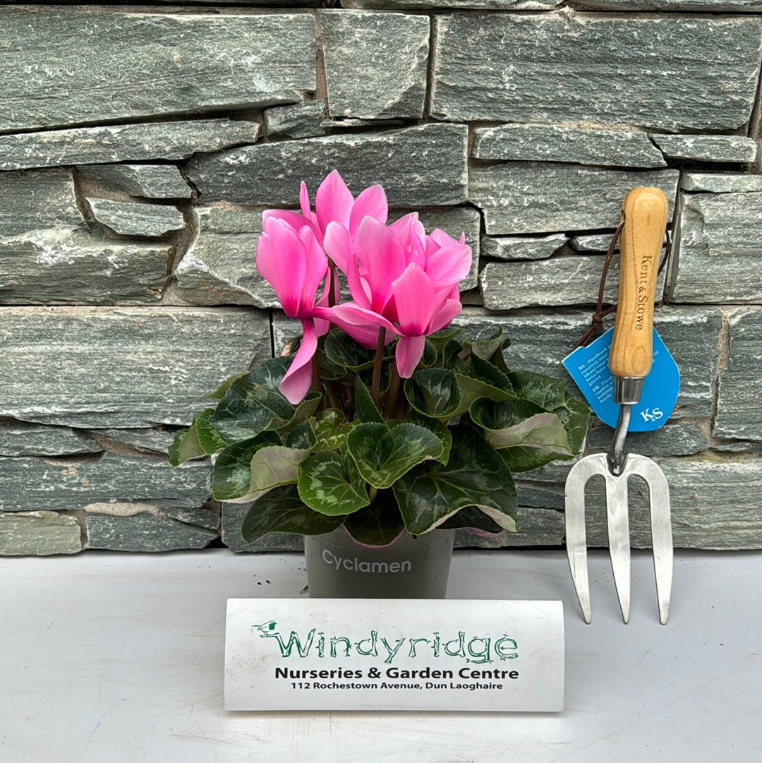 Cyclamen 13Cm - Bedding - Windyridge Garden Centre