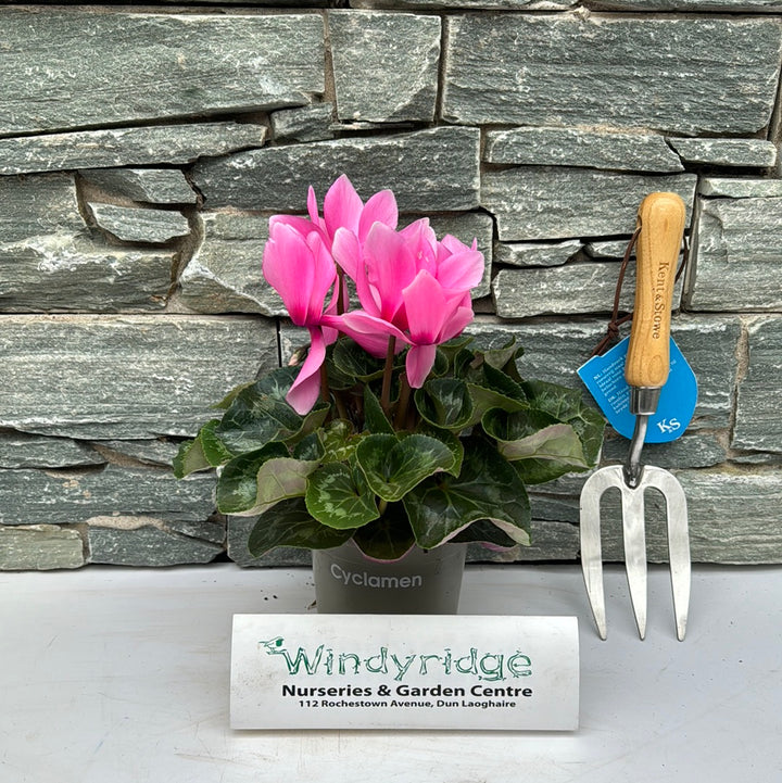 Cyclamen 13Cm - Bedding - Windyridge Garden Centre