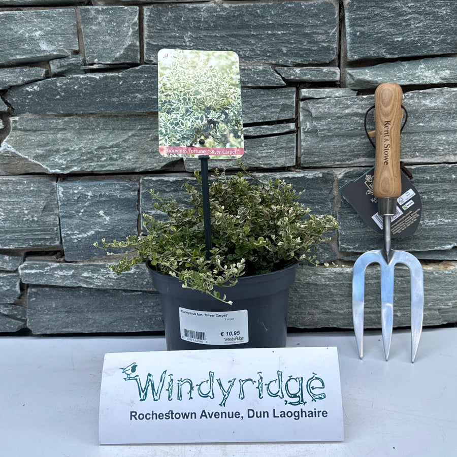 Euonymus Fort. Silver Carpet - Shrubs - Windyridge Garden Centre