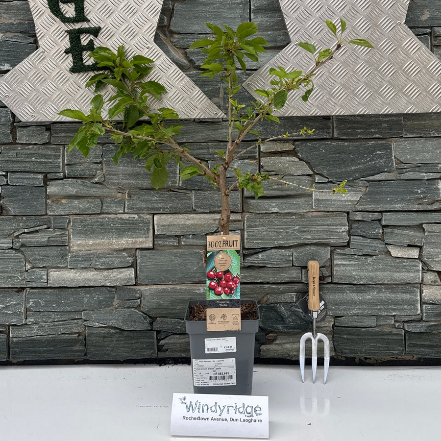Prunus Avium Stella - Patio / P23 - Trees - Windyridge Garden Centre