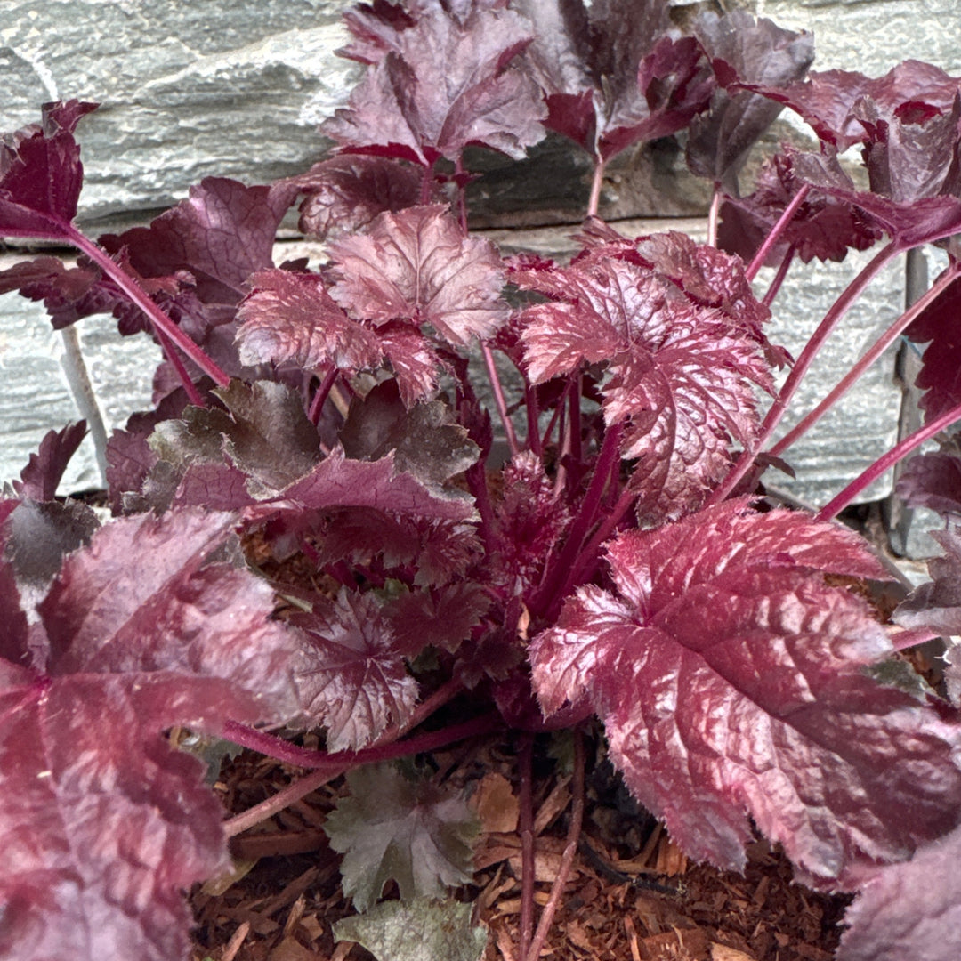 HEUCHERA BLACK PEARL