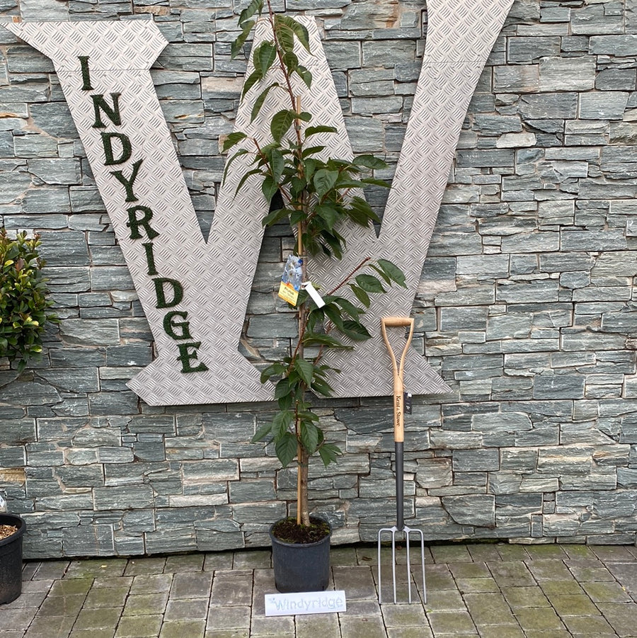 Prunus Serrulata Tai-Haku - Trees - Windyridge Garden Centre