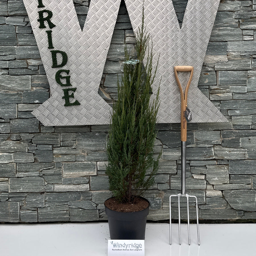 Juniperus Scop. 'Blue Arrow' 125-150 Cm. - Shrubs - Windyridge Garden Centre