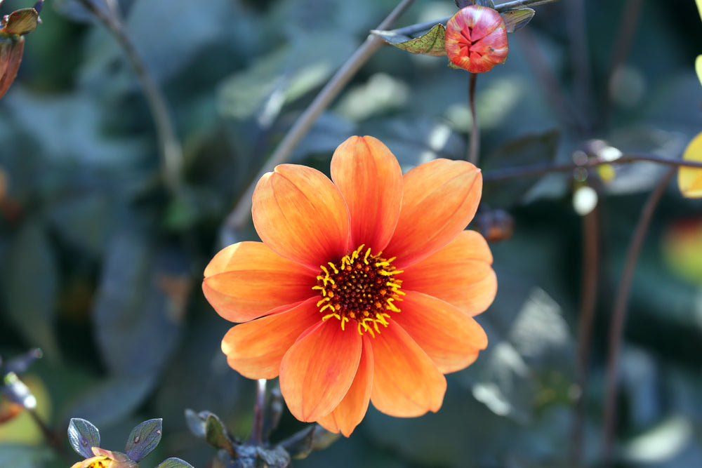 Dahlia Bishop Of Oxford - Herbaceous - Windyridge Garden Centre