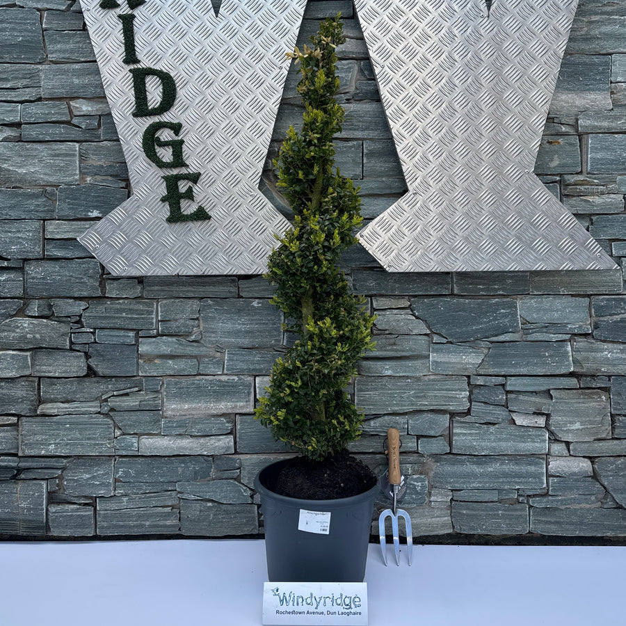 Buxus Spiral 100Cm - Standard Trees And Topiary - Windyridge Garden Centre