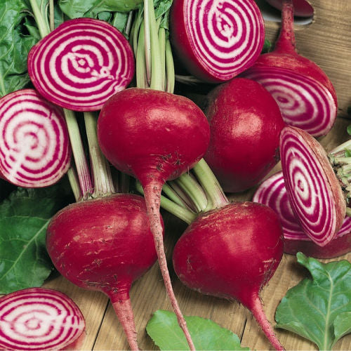 Beetroot Chioggia