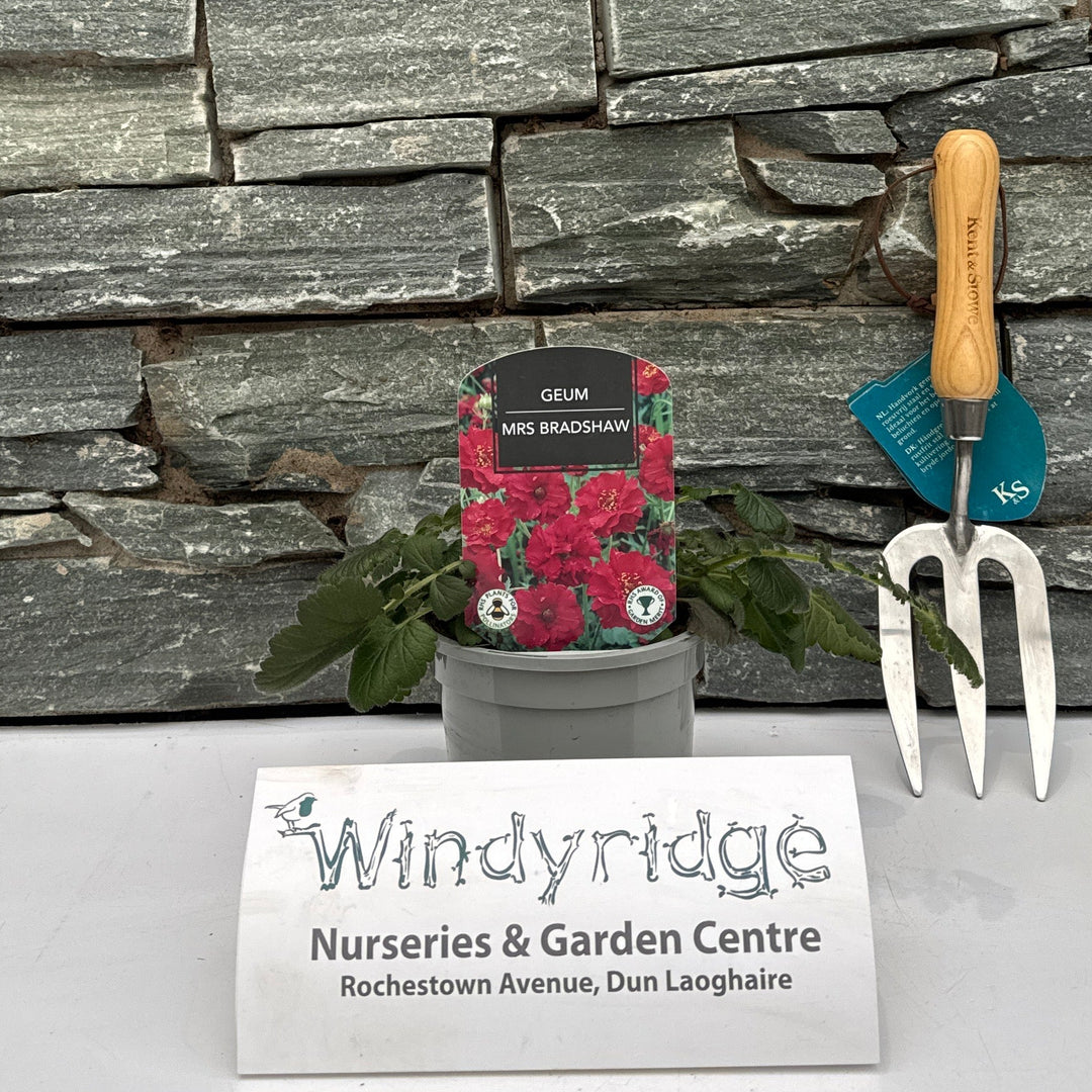Geum Mrs Bradshaw - Bedding - Windyridge Garden Centre