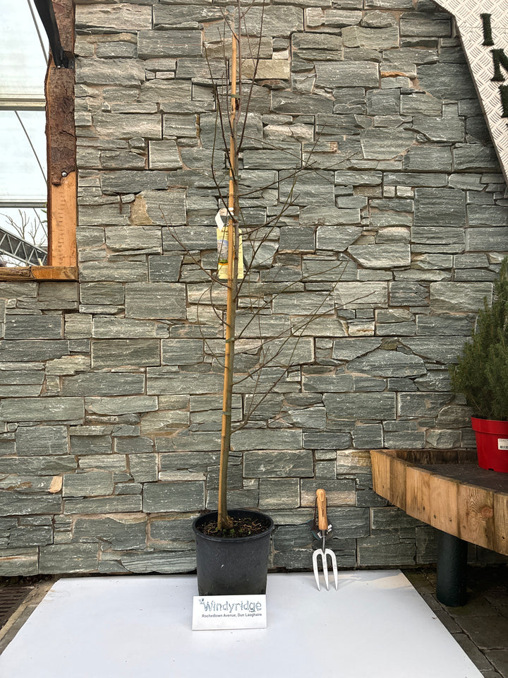 AMELANCHIER LAMARKII