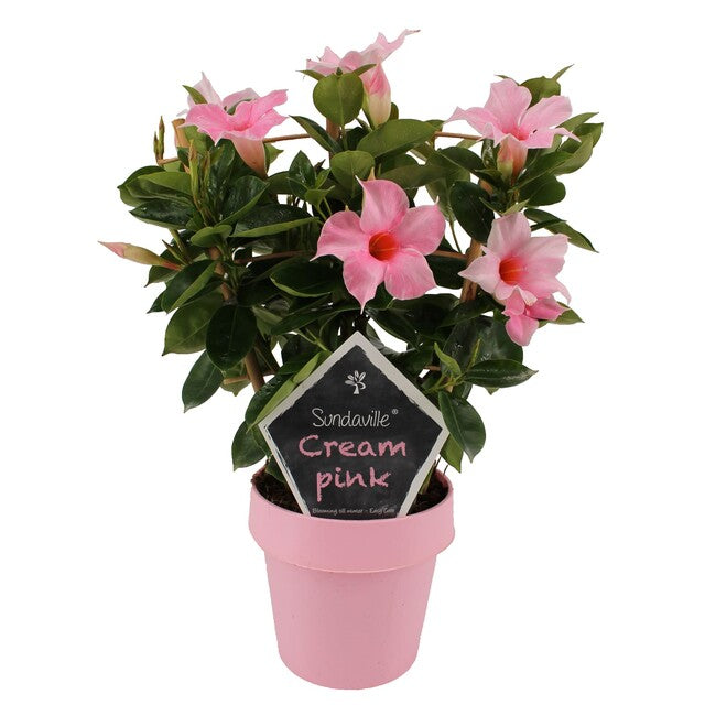 Mandevilla am. 'Sundav Cream Pink' aan espalier - Indoor Plants - Windyridge Garden Centre