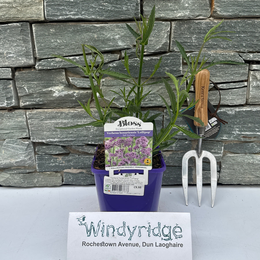 Brazilian Vervain Verbena Bonariensis Lollipop (2Ltr Pot) - Herbaceous - Windyridge Garden Centre