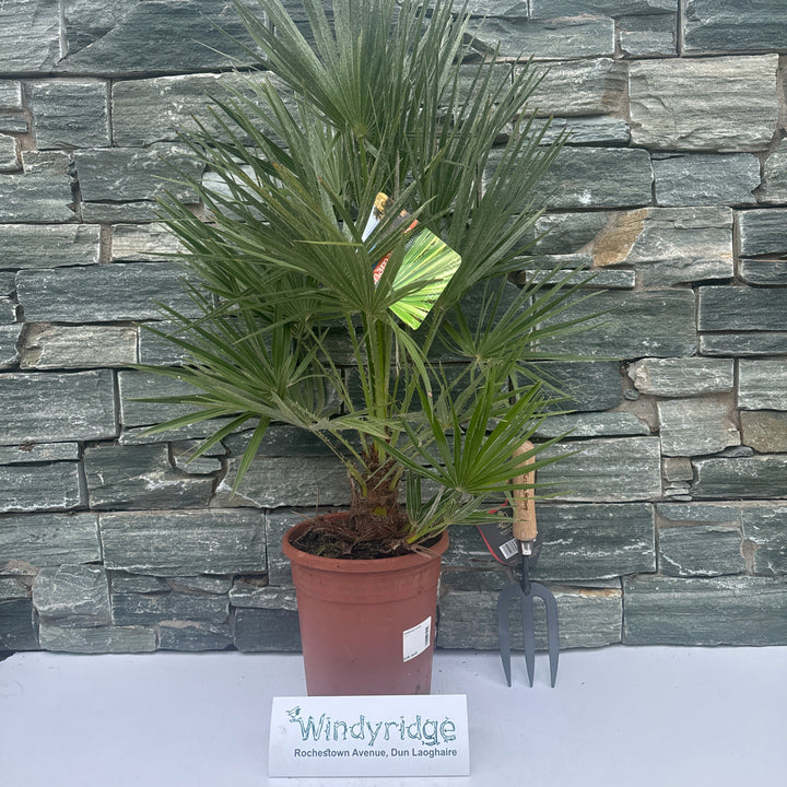 Chamaerops humilis
