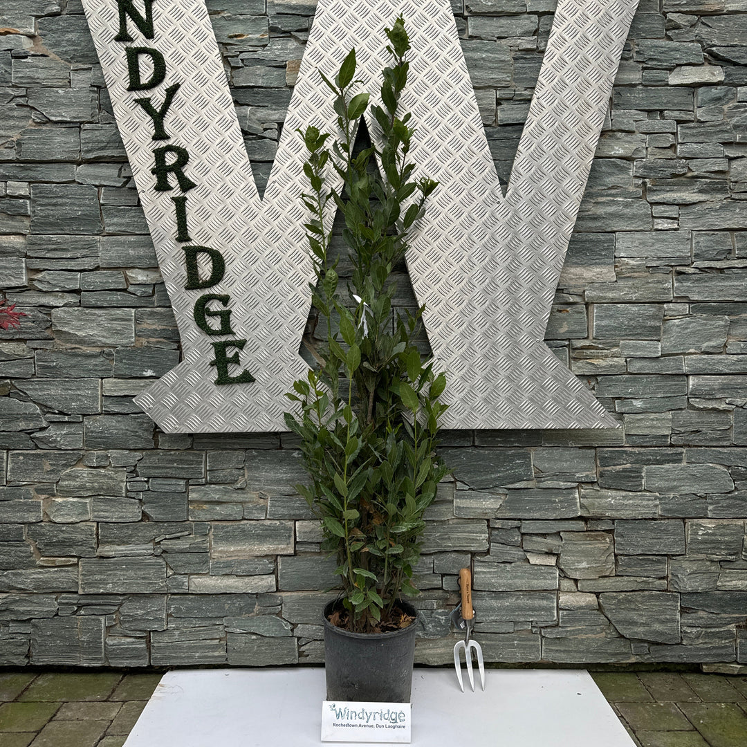 LAURUS NOBILIS  CLT 10 / 12  H 125 - 150 CM
