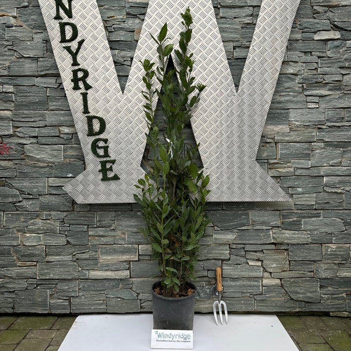 LAURUS NOBILIS  CLT 10 / 12  H 125 - 150 CM