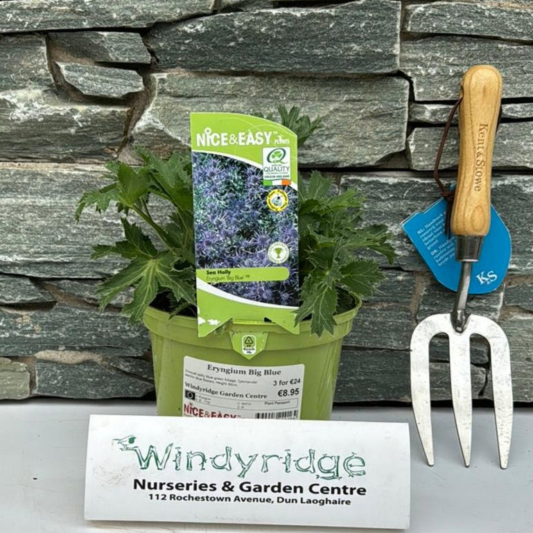 Sea Holly Etyngium Big Blue (2Ltr Pot) - Herbaceous - Windyridge Garden Centre