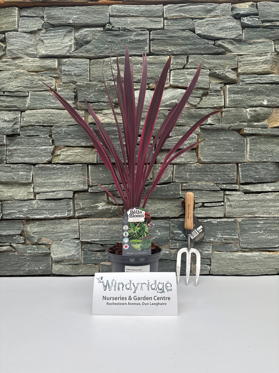 CORDYLINE Paso Doble