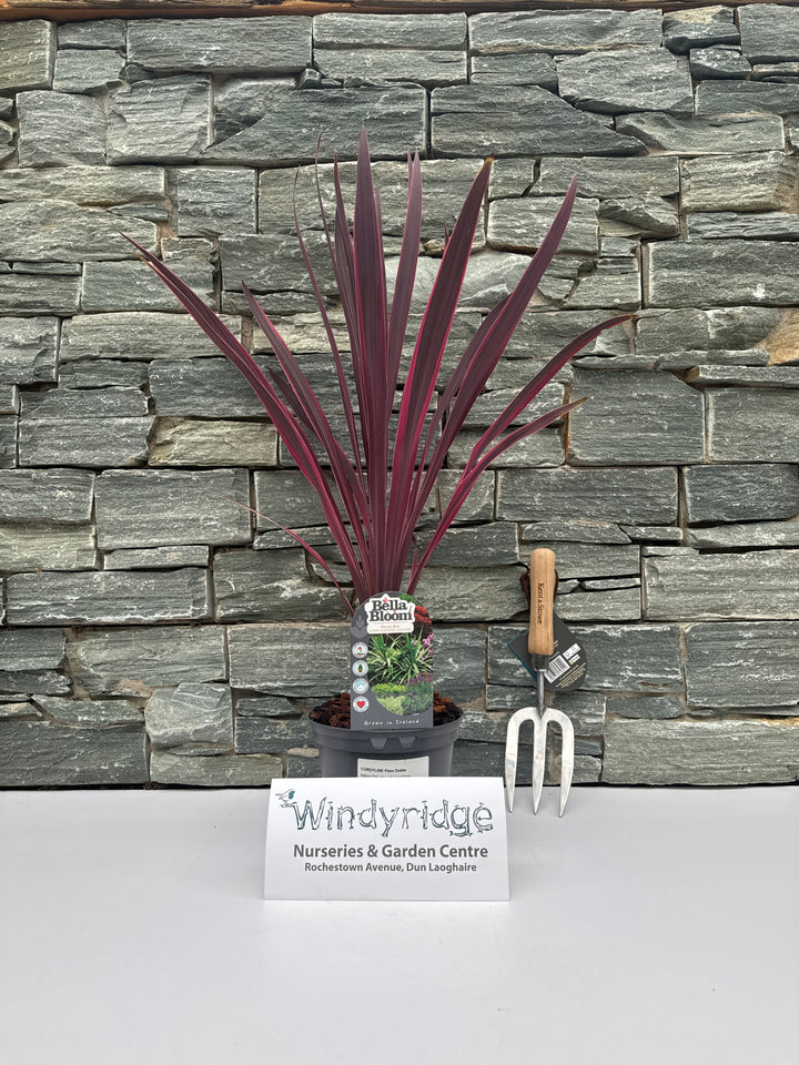 CORDYLINE Paso Doble