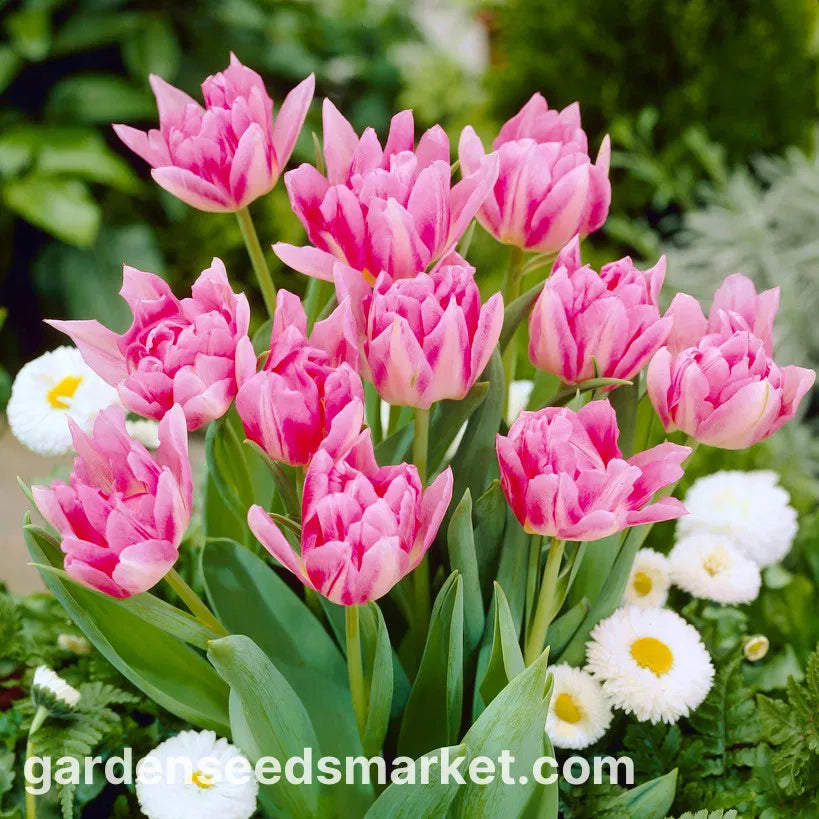 TULIP PEACH BLOSSOM 12