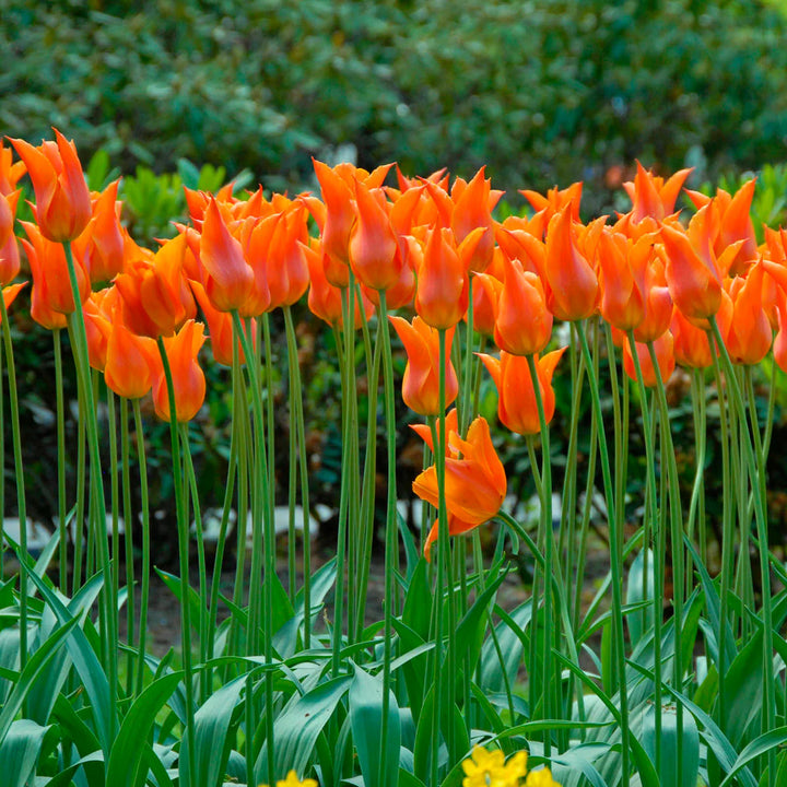 TULIP BALLERINA 12