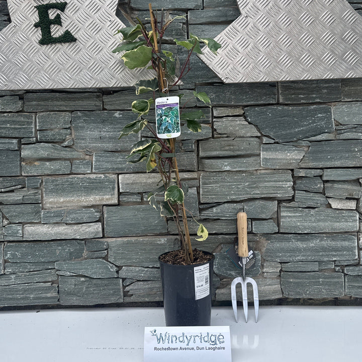 Hedera can.Gloire de Marengo