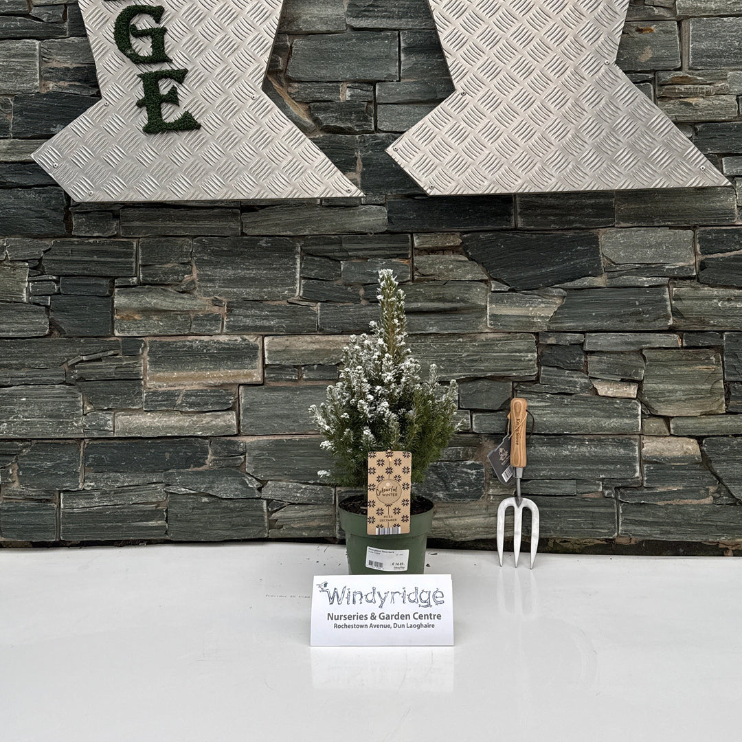 Picea glauca December C2, + snow